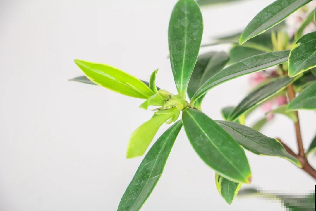 7种花，现在绝对不能剪，剪了一年不开花！