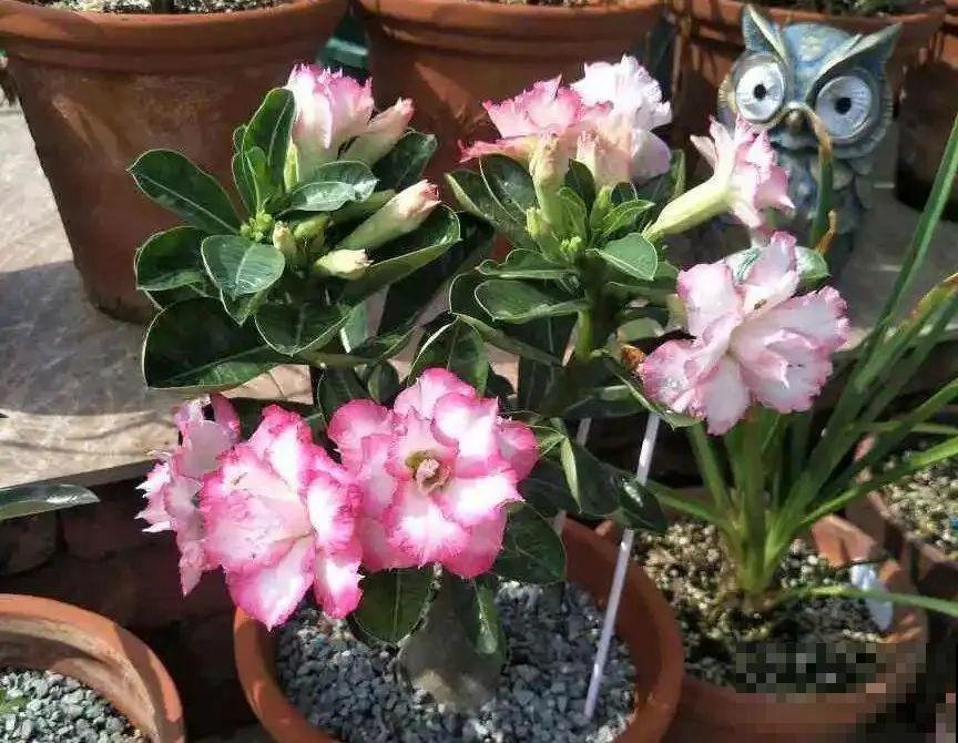 5度以下,常见的21种花必须断水,不然都烂根了 5度以下,常见的21种花必须断水,不然都烂根了