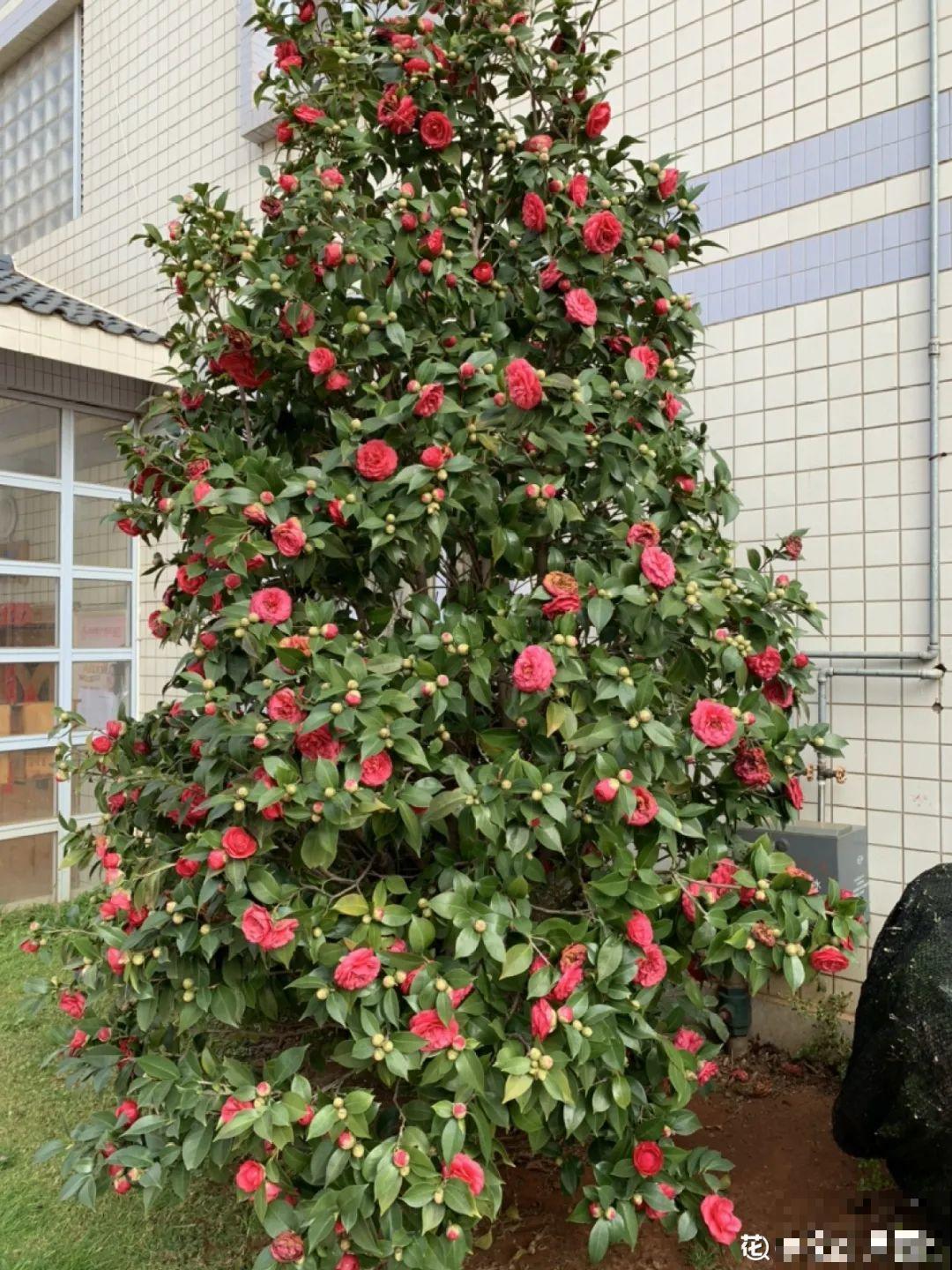 大门口种棵花，吉利又好看，镇宅保平安