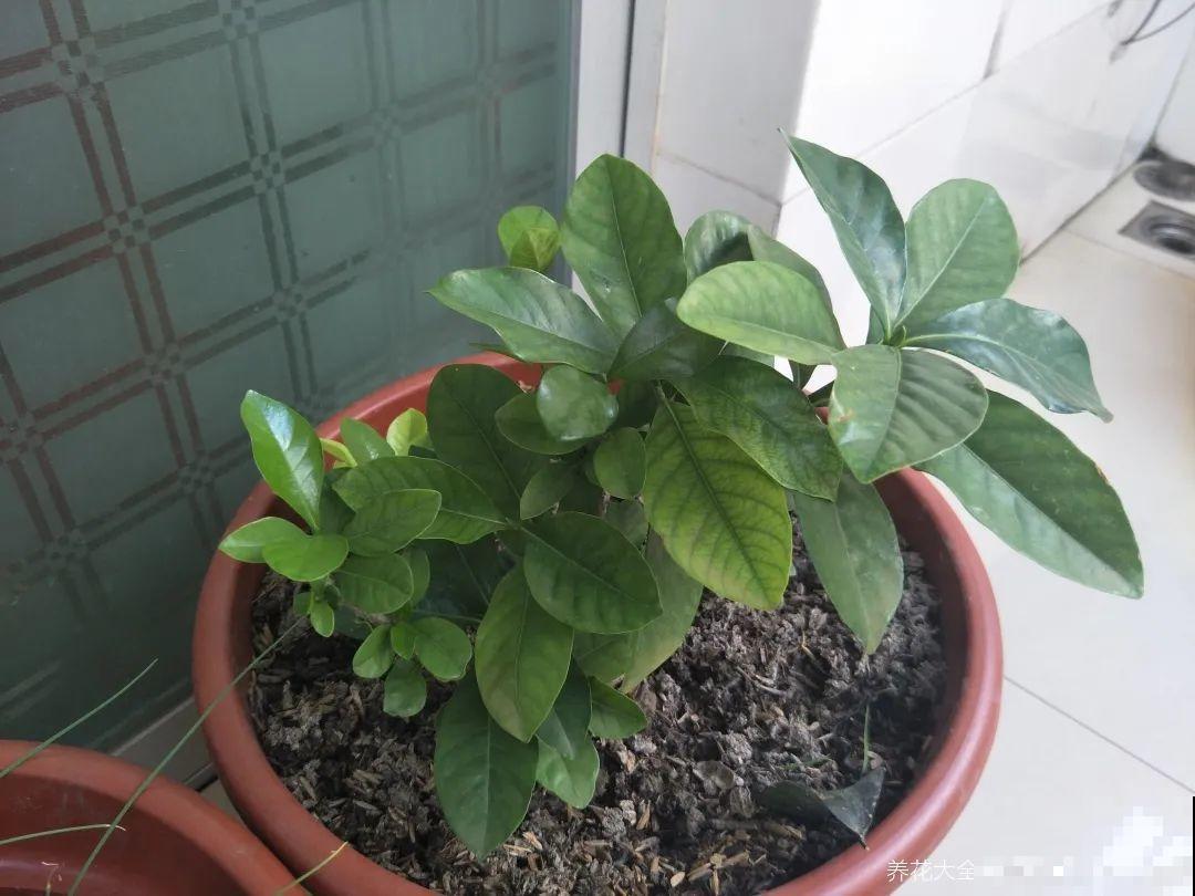 花盆里长了个“蛋”，赶紧换盆，否则必死无疑！