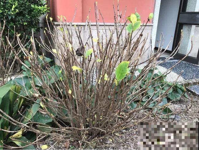 7种花，现在绝对不能剪，剪了一年不开花！