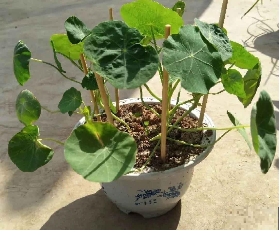 20种花春天开得正盛,花期长、容易爆花,虫害少! 20种花春天开得正盛,花期长、容易爆花,虫害少!