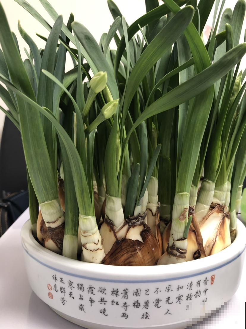 3种花长得像蔬菜，养家里千万不能被误食，容易中毒