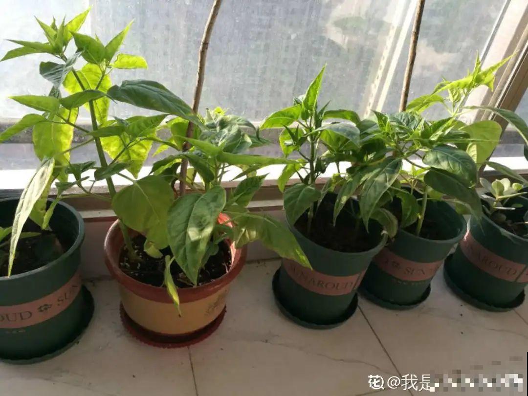 换盆也有限制，正在开花的植物不能换，不然花容易死