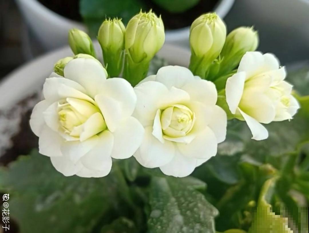 光照不好不要紧，浴霸照一照，花开爆盆！