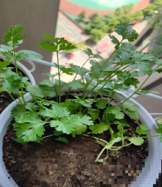 冬天就爱囤菜？教你3种保鲜法，放上多久都没问题！