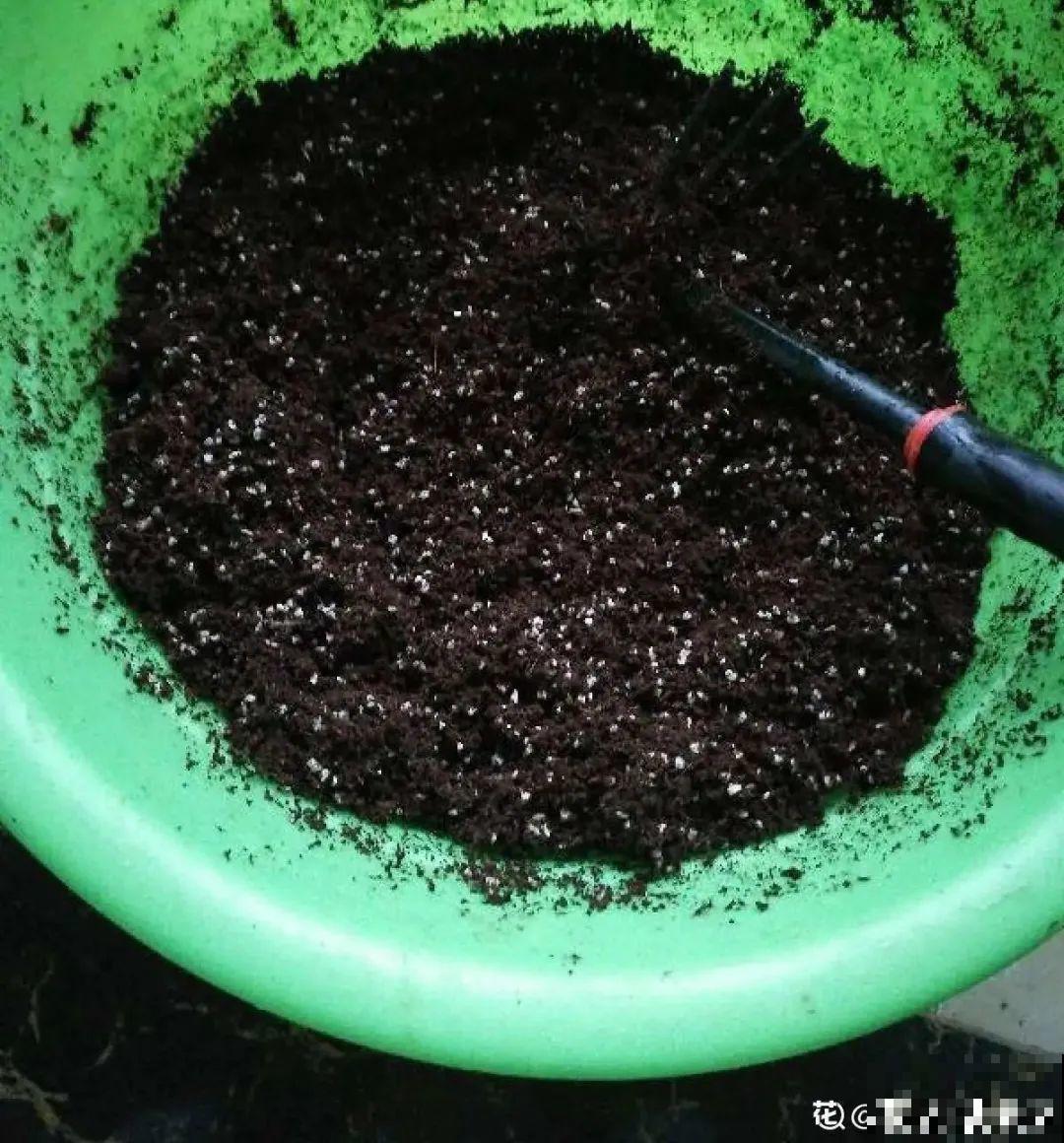 现在扦插超好活，剪根枝，捂3天，冒出狗牙根！