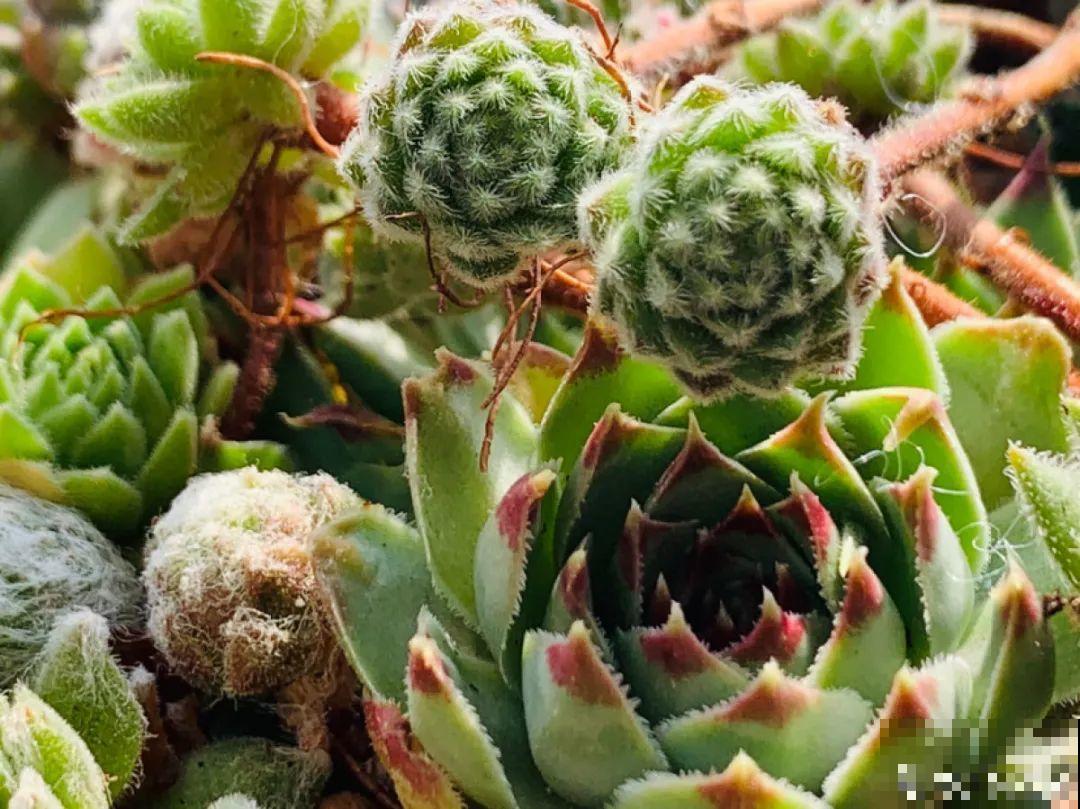 小阳台也能养多肉，一尺一寸，都是繁华！