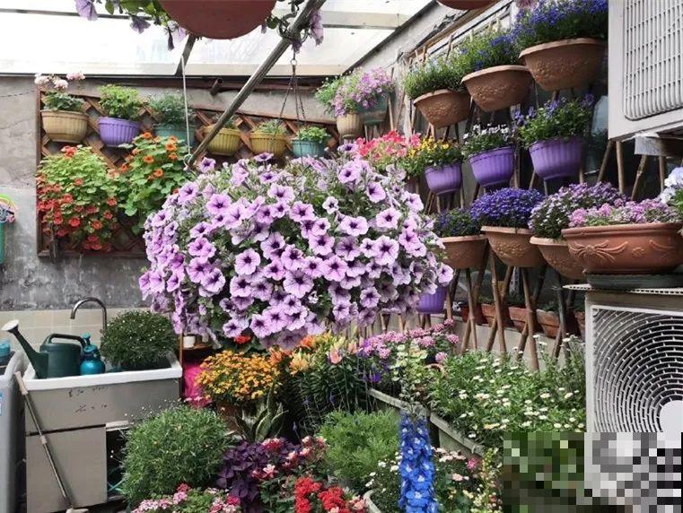 5年的花园，消失只要3天，全没了……