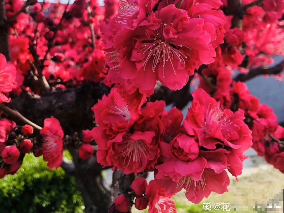 16种花，能养成传家宝，养个几十年没问题