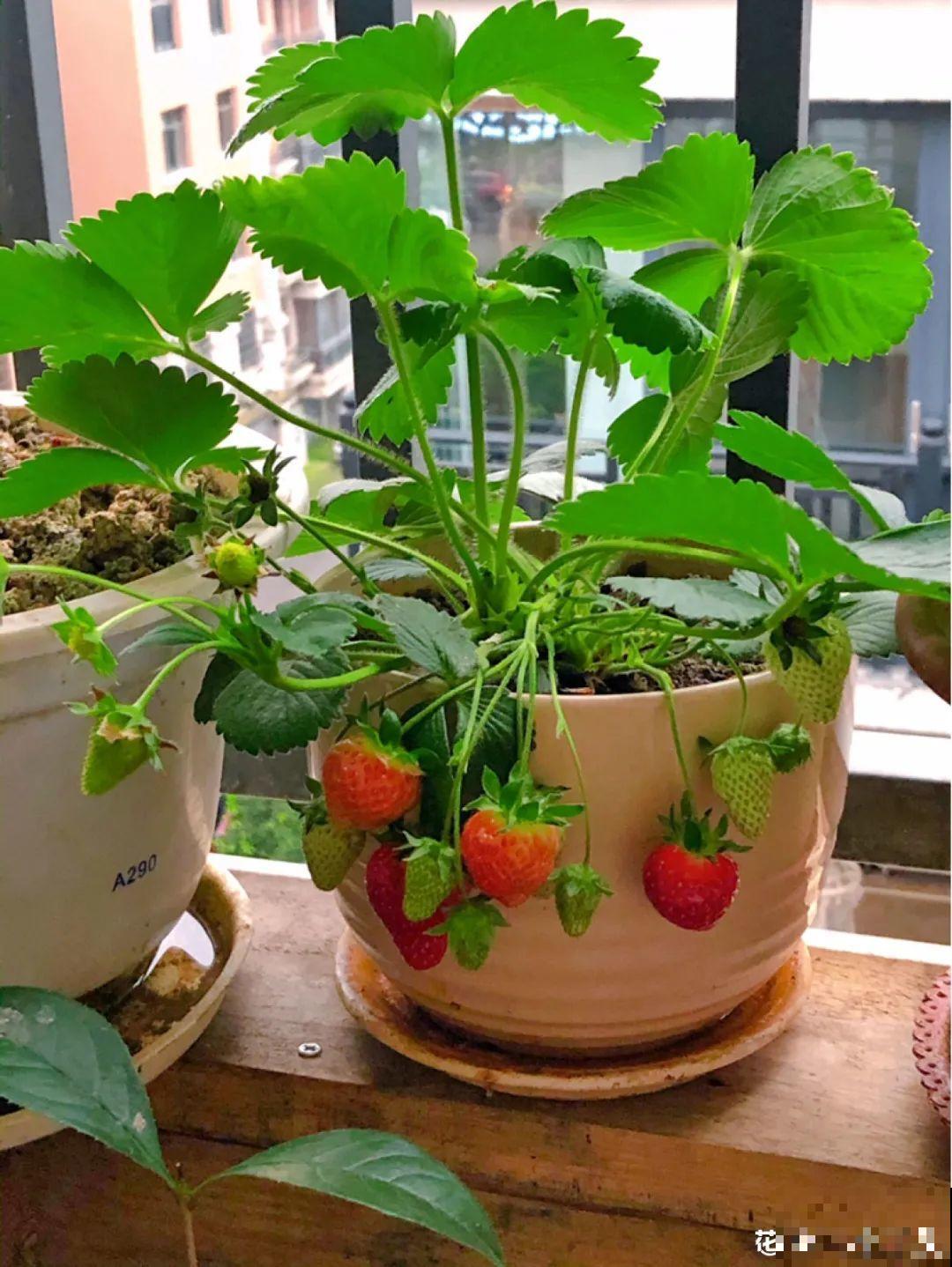 吃完的水果核别丢，扔土里长出小嫩芽，俩月长成新盆栽