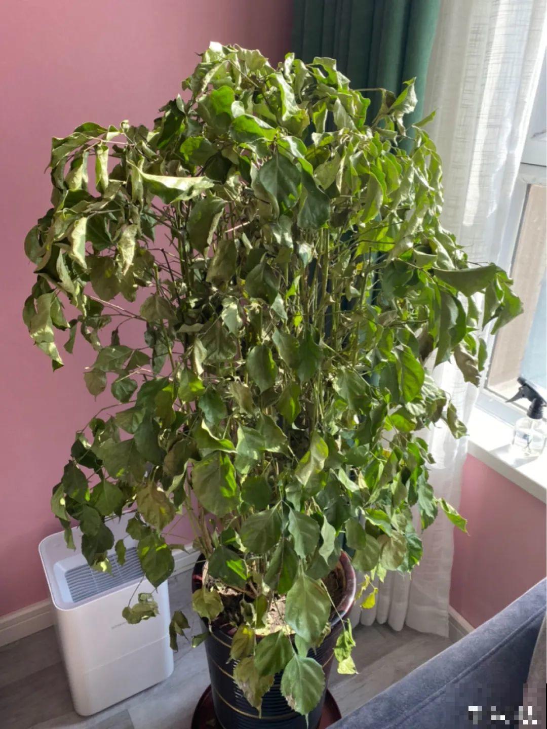 管住手！这几样事少做，花才能安稳过冬！