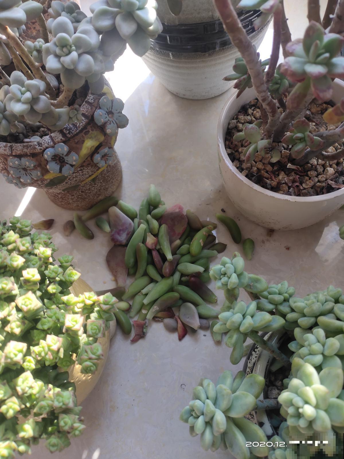 多肉出现4种情况,其实是在求救,要赶紧重视起来! 多肉出现4种情况,其实是在求救,要赶紧重视起来!