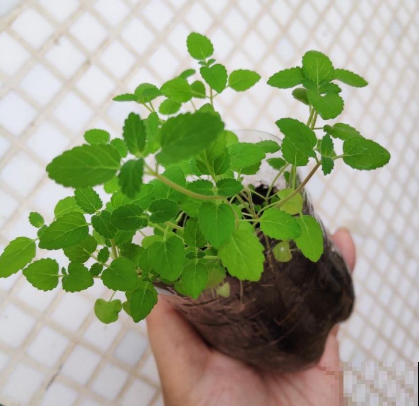 家里的蟑螂太烦人？养上几盆花，“大强”躲得远远的！