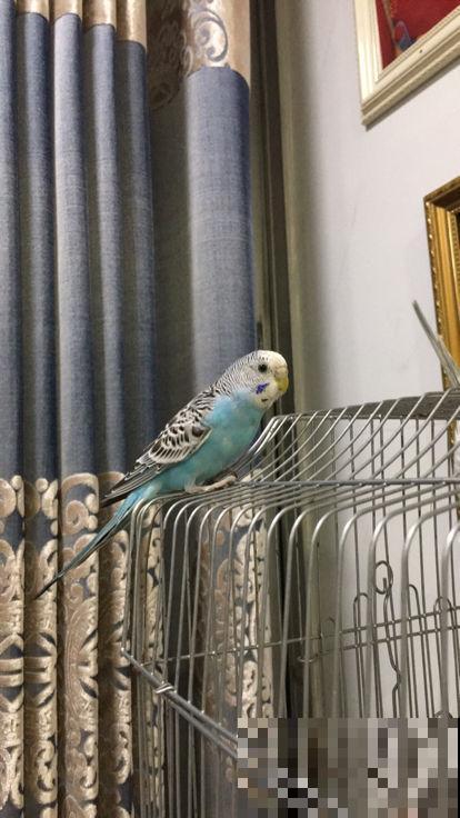 养花最令人头疼的竟是宠物,一眼看不住,就被它们毁了 养花最令人头疼的竟是宠物,一眼看不住,就被它们毁了