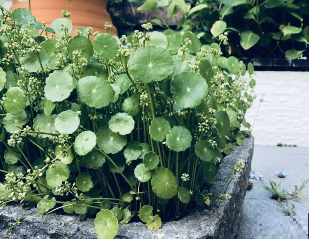 5种花就是一次性，开完花就扔，别浪费时间！