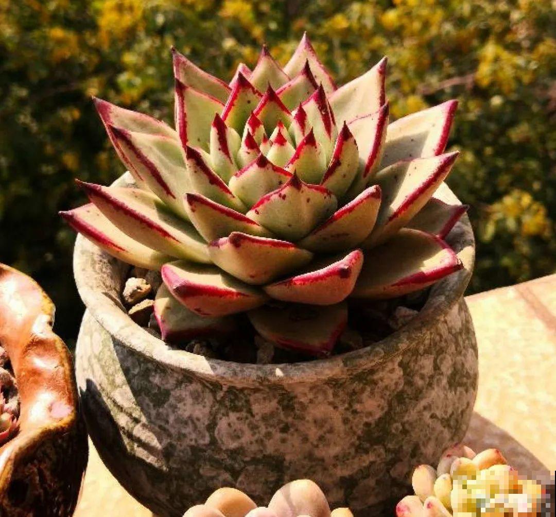 寒潮过后,多肉美出天际,颜色鲜艳明亮,真馋人! 寒潮过后,多肉美出天际,颜色鲜艳明亮,真馋人!