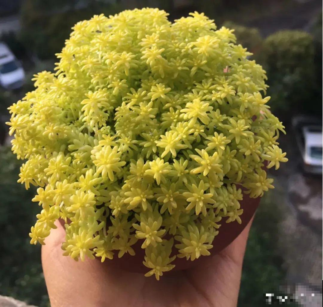 谁说多肉长得慢？养这3种，2个月长成瀑布