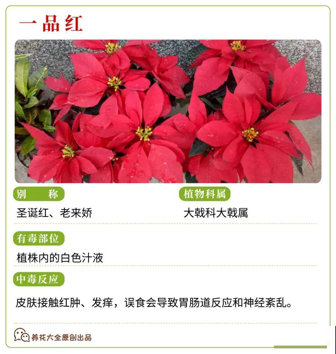 30种常见有毒花，很多人都在养，一定要小心养！