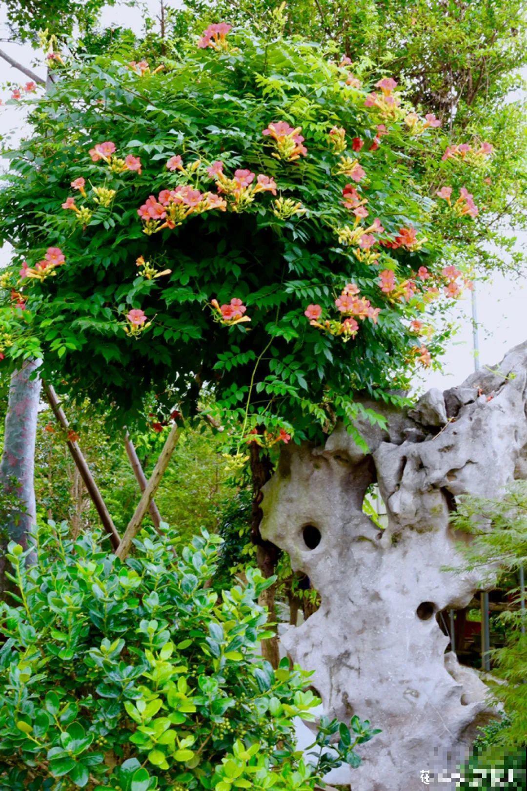 梦想有个院子，养花弄草，过舒心日子！