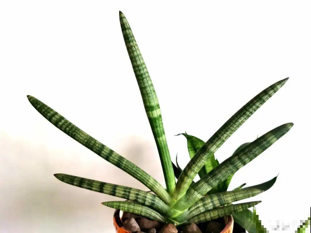 低于5度，6种花一整个冬天不浇水，也能照样活！