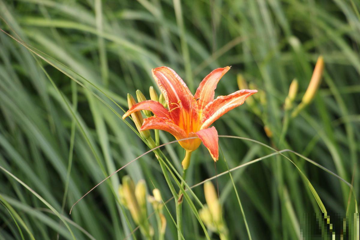 开花不断的萱草，鲜艳好看，送给妈妈特别合适！