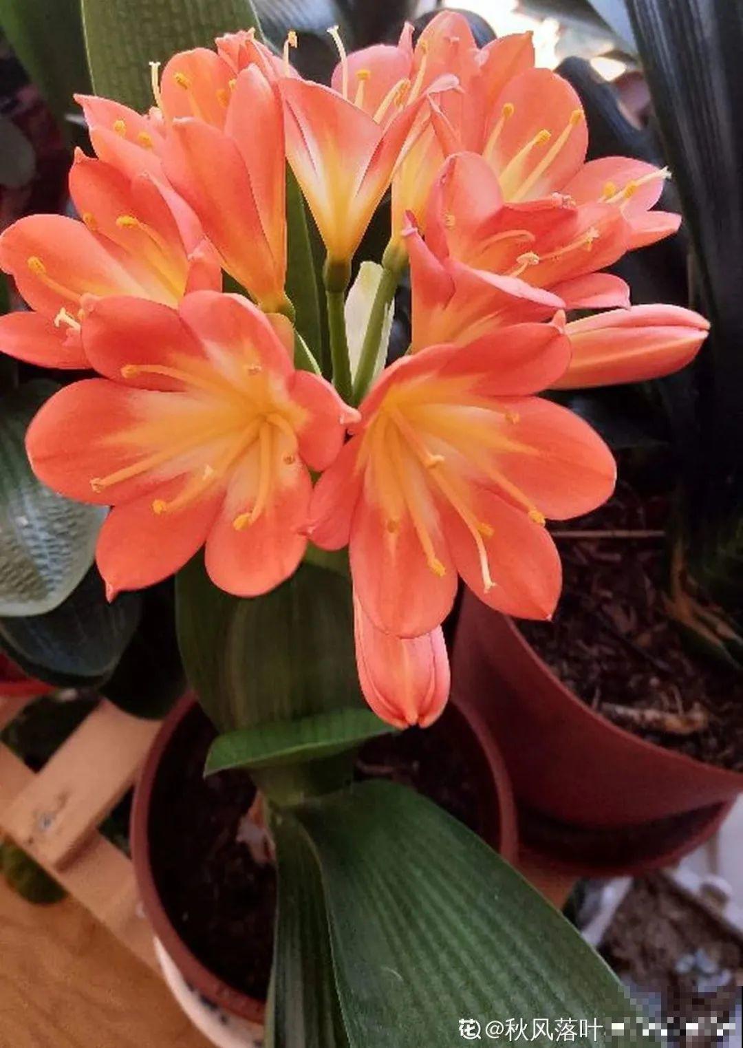 24种花,净化空气最厉害,绿萝竟然倒数! 24种花,净化空气最厉害,绿萝竟然倒数!