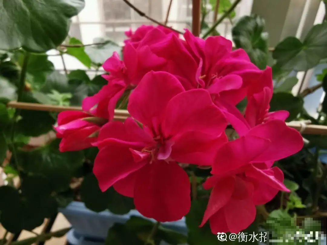 冬天逛花市，花都便宜得像白菜，赶紧买！