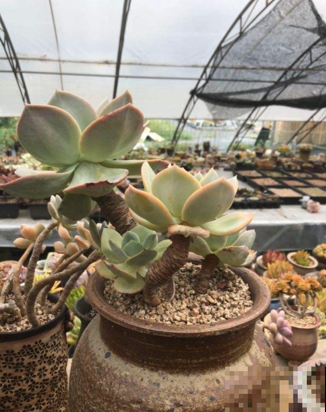 买多肉的3个“雷区”,新手一踩一个准,需谨慎! 买多肉的3个“雷区”,新手一踩一个准,需谨慎!