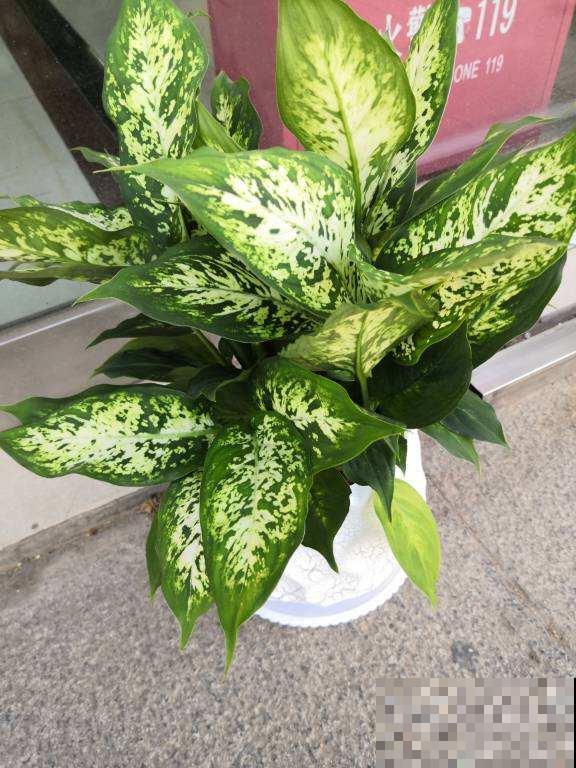 5种漂亮花，颜值虽高但不适合养家里，因为有毒！