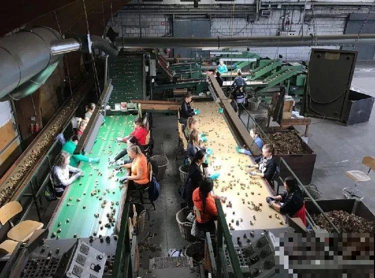 开花比脸大的百合，种下一个球，能爆一大窝球崽！