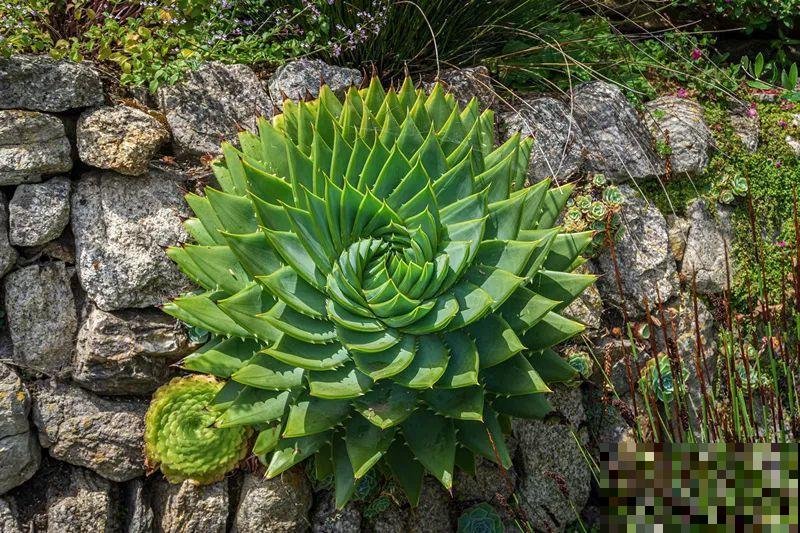 花市10块钱买的花，开花之后身价倍增，真赚了！