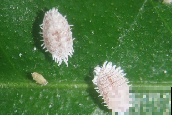 养花常见的3种虫害,只要做到对虫下药,保证药到虫灭! 养花常见的3种虫害,只要做到对虫下药,保证药到虫灭!