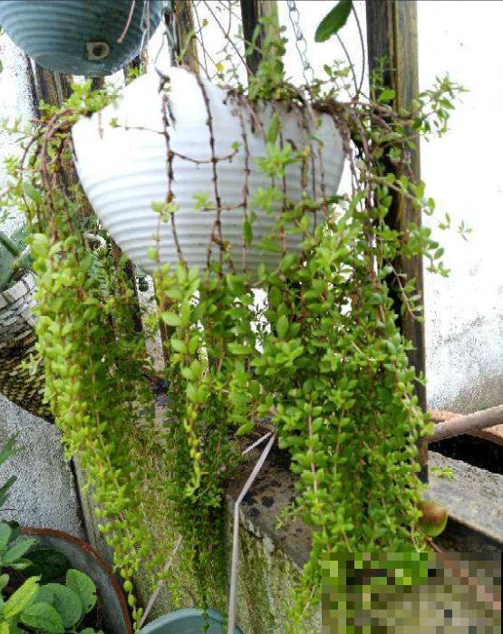 垂盆草生命力顽强，做好这4点，轻松长爆盆！