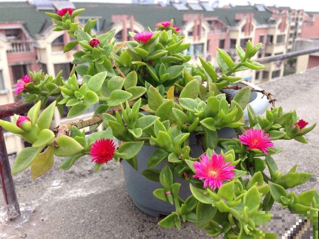 这4种植物生长速度很快，轻松开满整个阳台，急性子不要错过！