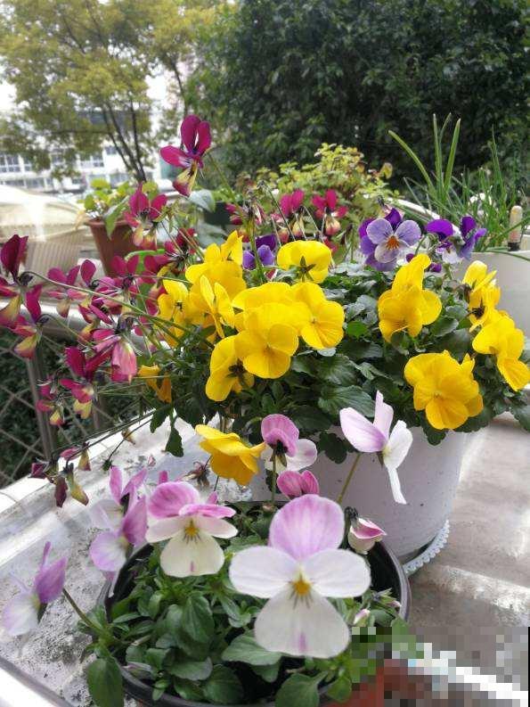 3种花就适合养满窗台，一开花犹如花海，满屋都是花！