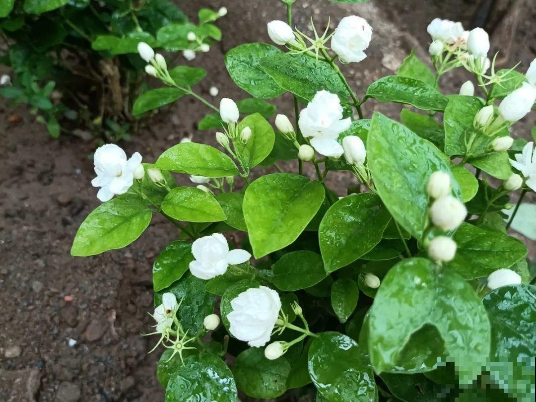 土里浇点果皮水，能维持土壤酸性，茉莉兰花开爆盆