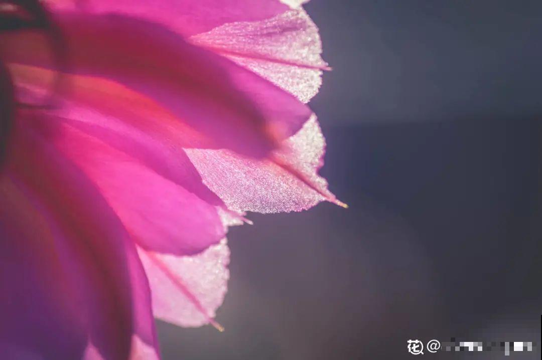 多肉一开花,颜值瞬间高八度,太美了! 多肉一开花,颜值瞬间高八度,太美了!