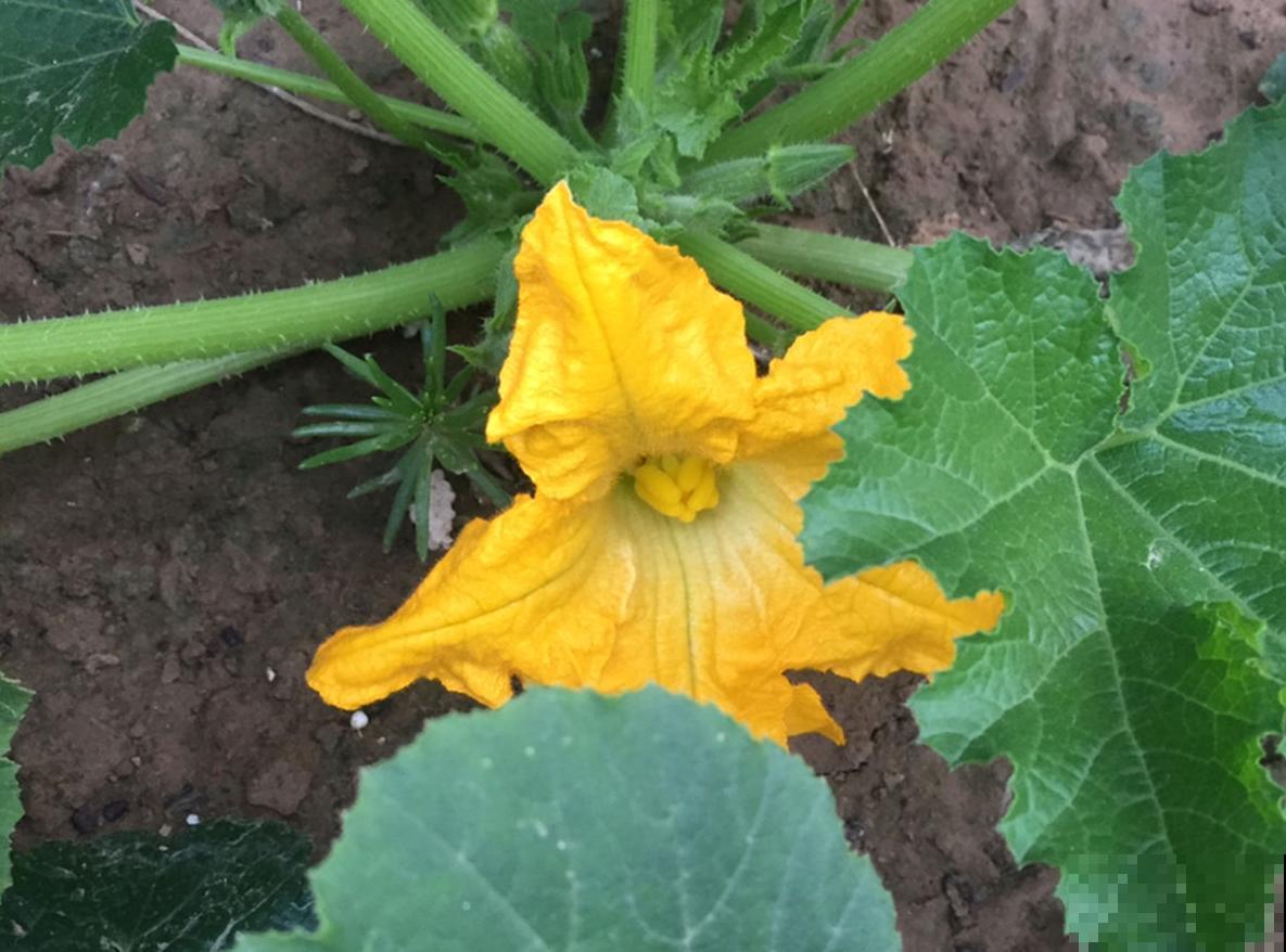 在家种茭瓜，为啥开得都是谎花？看看这5点！