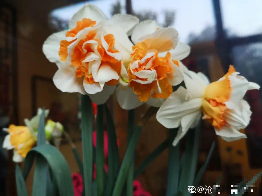 花长得像蔬菜，那也不能吃，有毒的！