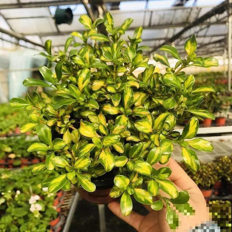 喜欢晒太阳的新西兰茜草，叶片一晒亮闪闪的，好看极了！