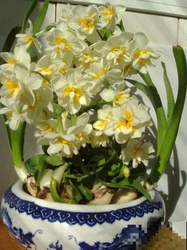 牙签串大蒜，冒充七彩水仙？千万别上当！