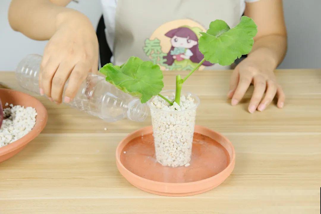 现在扦插超好活，剪根枝，捂3天，冒出狗牙根！