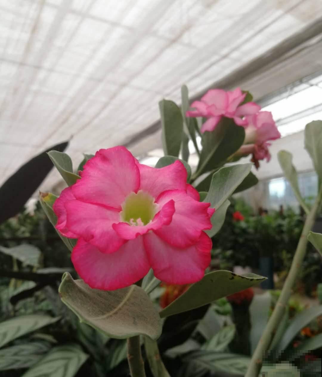 有毒的花卉，只能观赏，还是别在家养了！