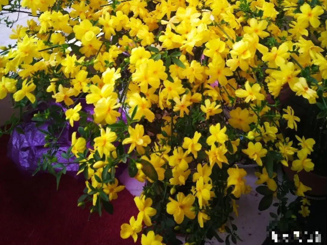 16种花，能养成传家宝，养个几十年没问题