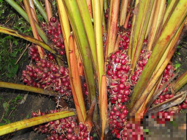 厨房常见的调味品，居然是花，长知识了！