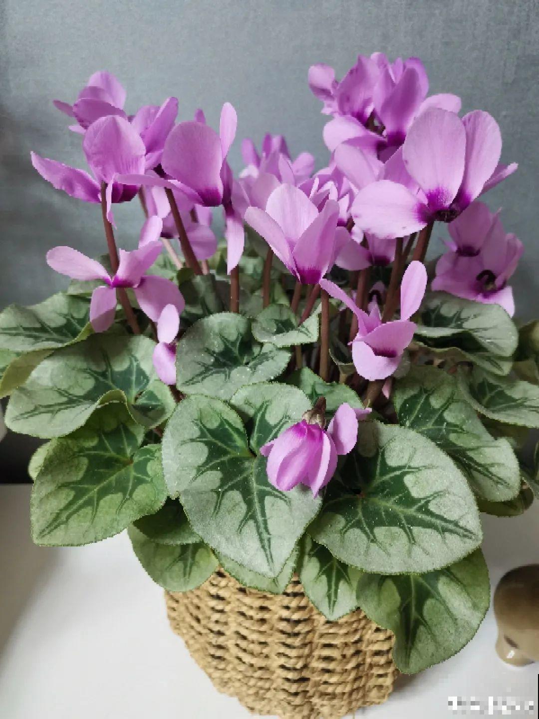 16种高颜值花，冬天耐寒不娇气，新手也能养爆盆