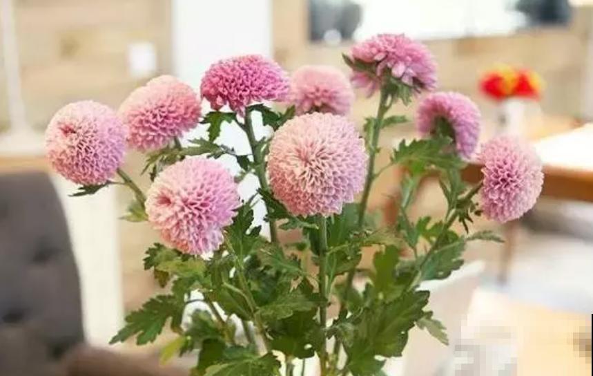乒乓菊花型像个球，新鲜有意思，种上一盆人人夸！