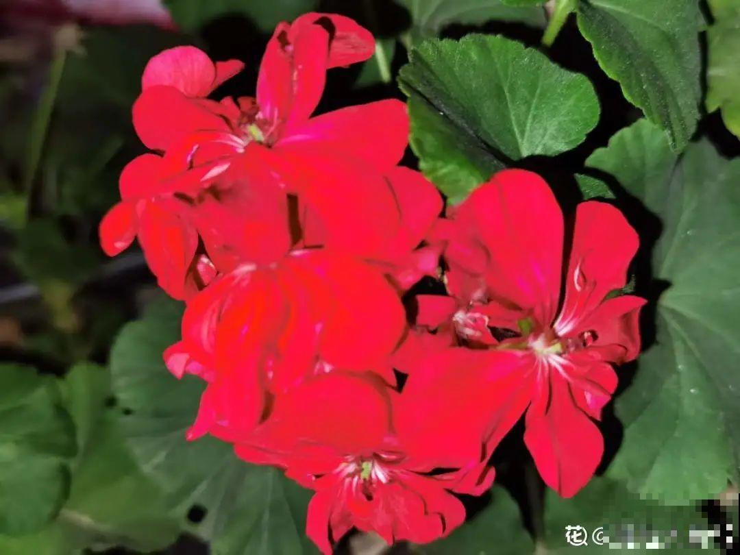 家里有这9种花,一定要冻一个月,才能开花更好看 家里有这9种花,一定要冻一个月,才能开花更好看