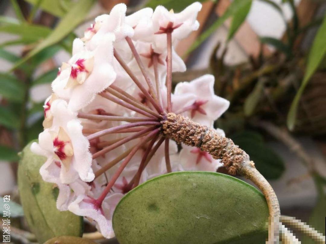 带花芽的枝条不能修剪，未来全是花苞，一剪就亏了